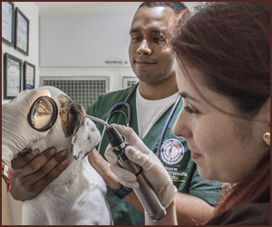 犬に特化した獣医になれる ドッグトレーニング資格情報サイト